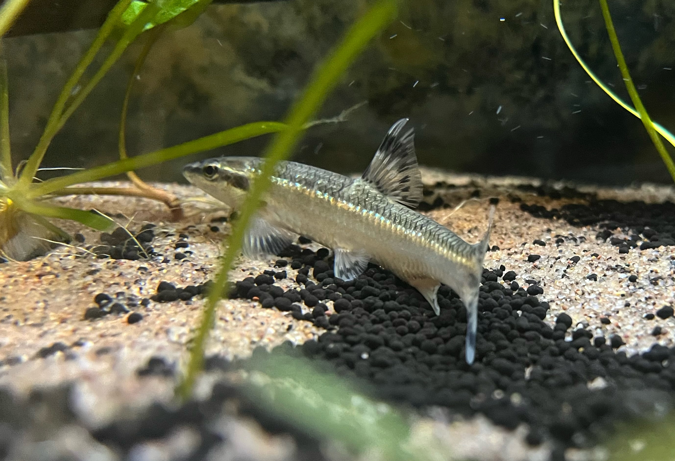 Coreoleuciscus aeruginos
