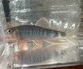 Opsariichthys iridescens
