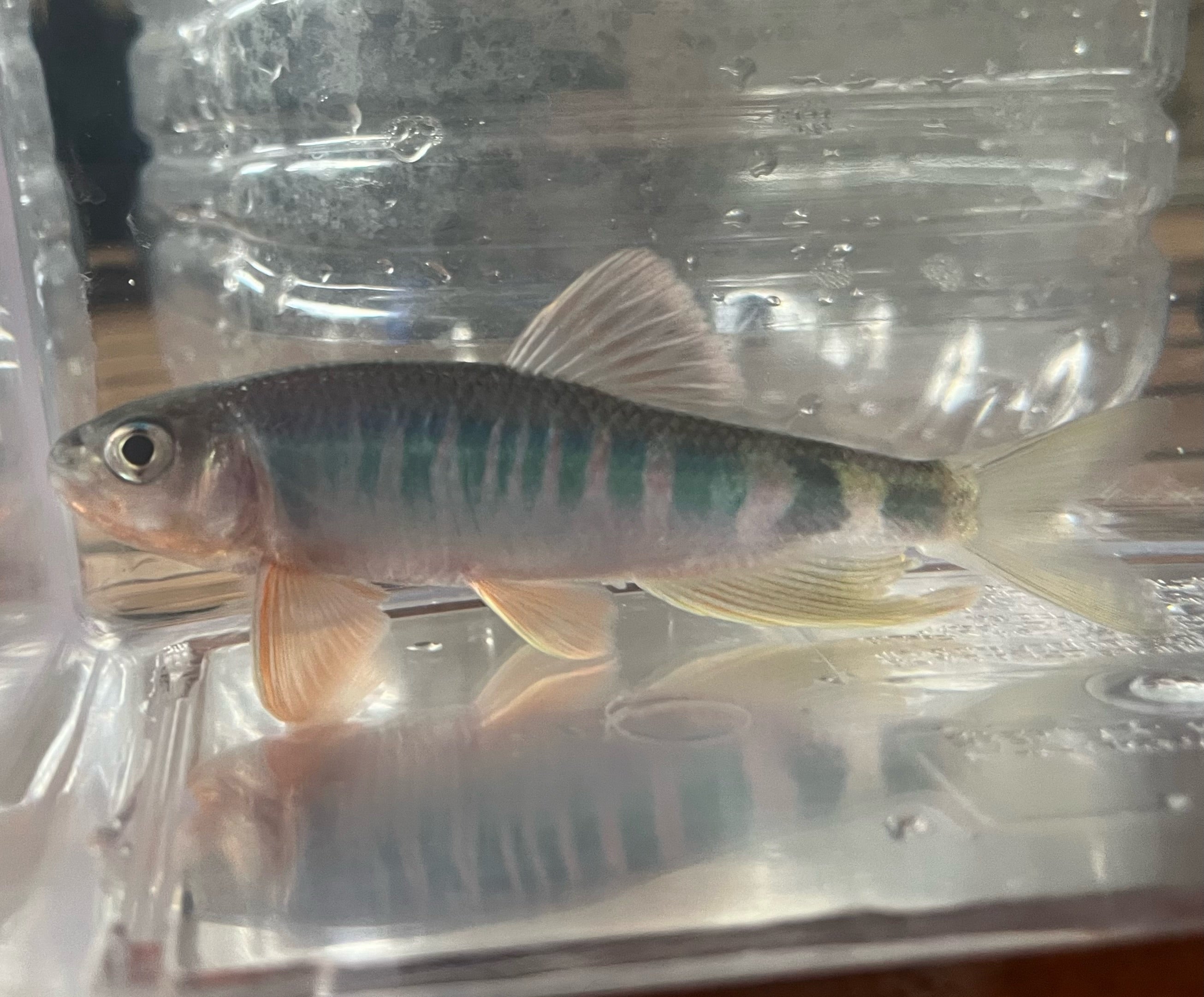 Opsariichthys iridescens