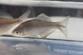 Paratanakia chii