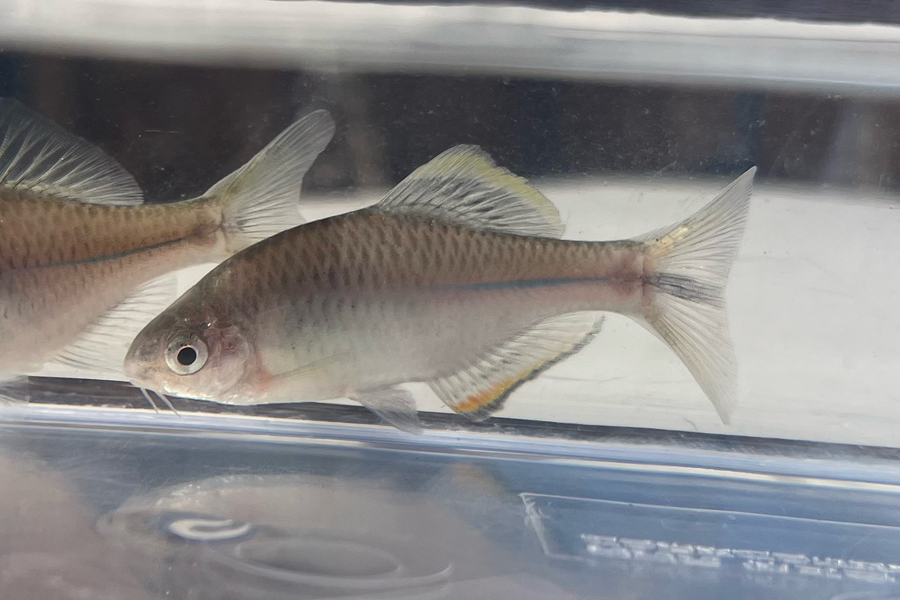 Paratanakia chii