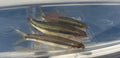 Sarcocheilichthys parvus