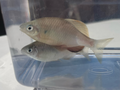 Tanakia latimarginata